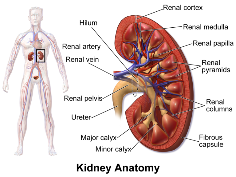 Kidney Anatomy — medical illustration