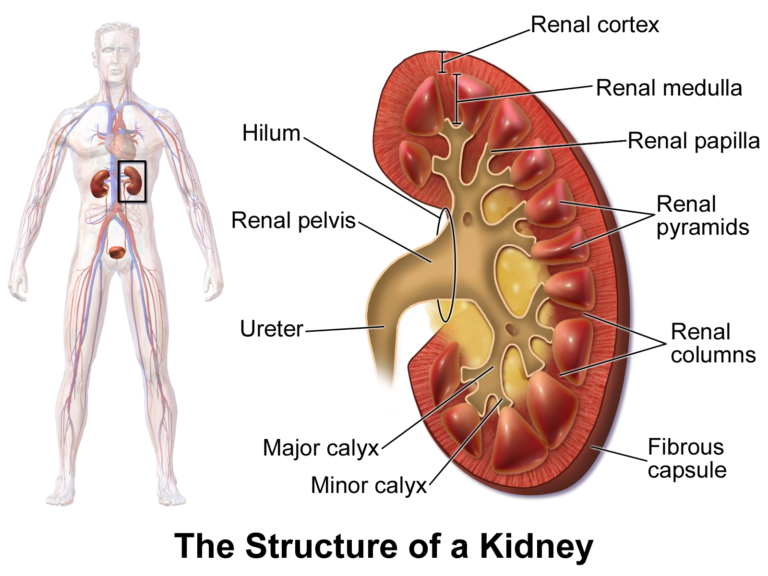 Kidney Anatomy — medical illustration