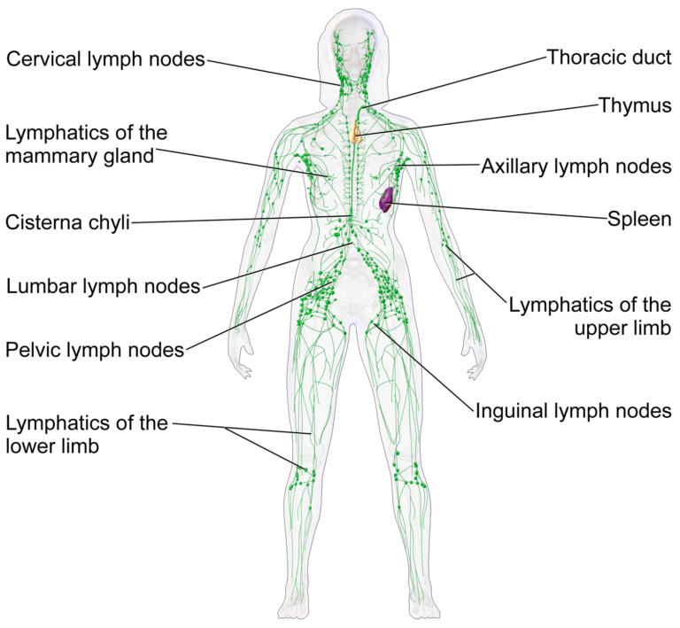 Lymphatic System Female — medical illustration