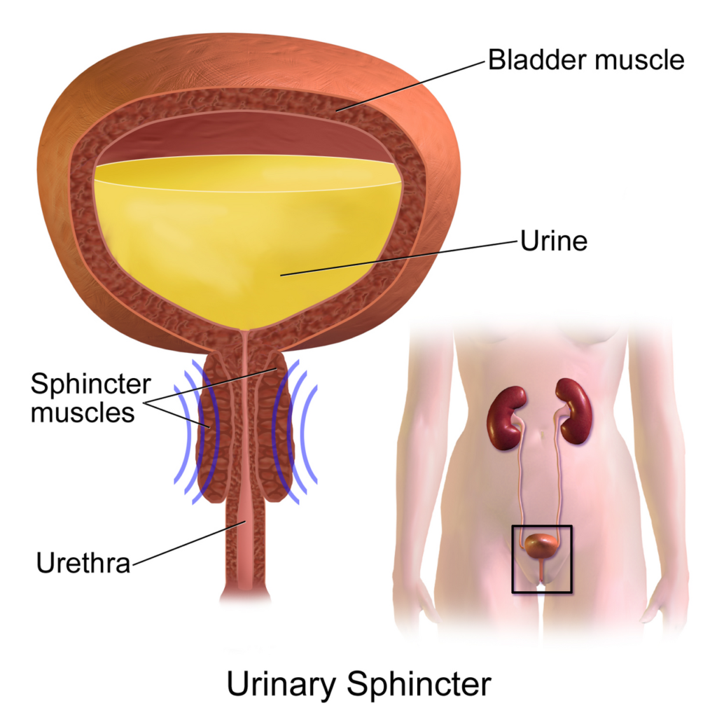 Urinary Sphincter — medical illustration