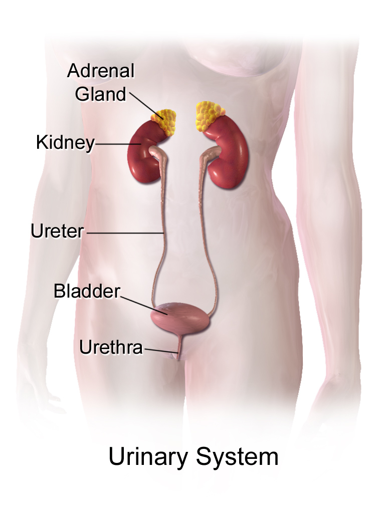 Urinary System (Female) — medical illustration