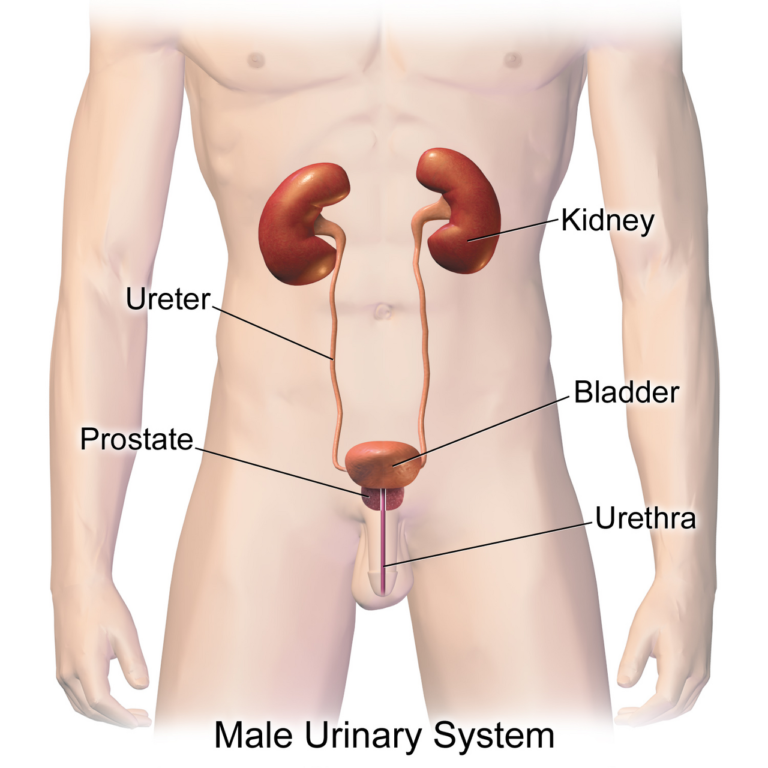 Urinary System (Male) — medical illustration